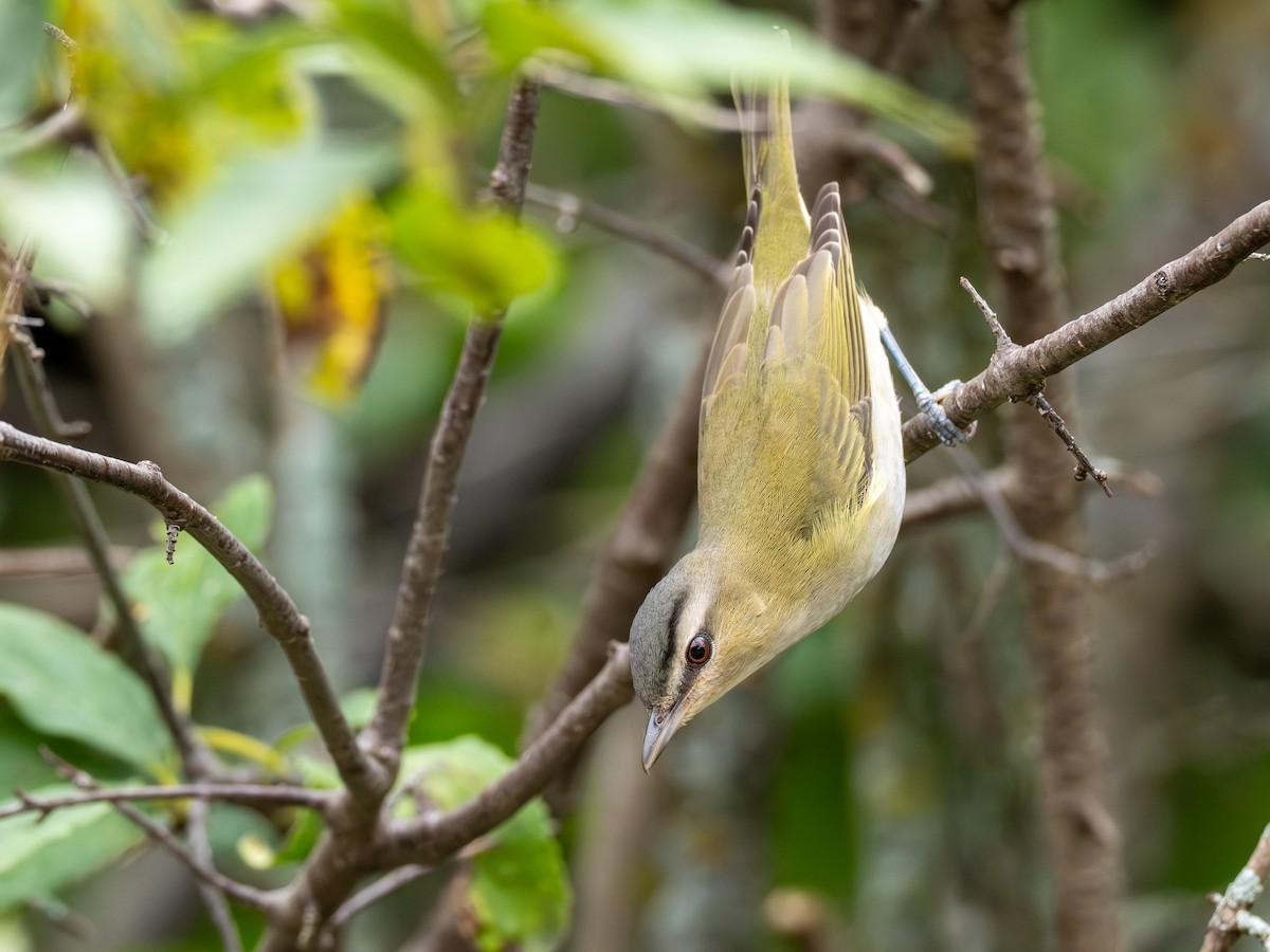 Vireo occhirossi - ML641856064