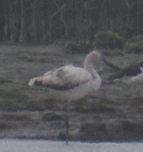 Chilean Flamingo - ML641856075