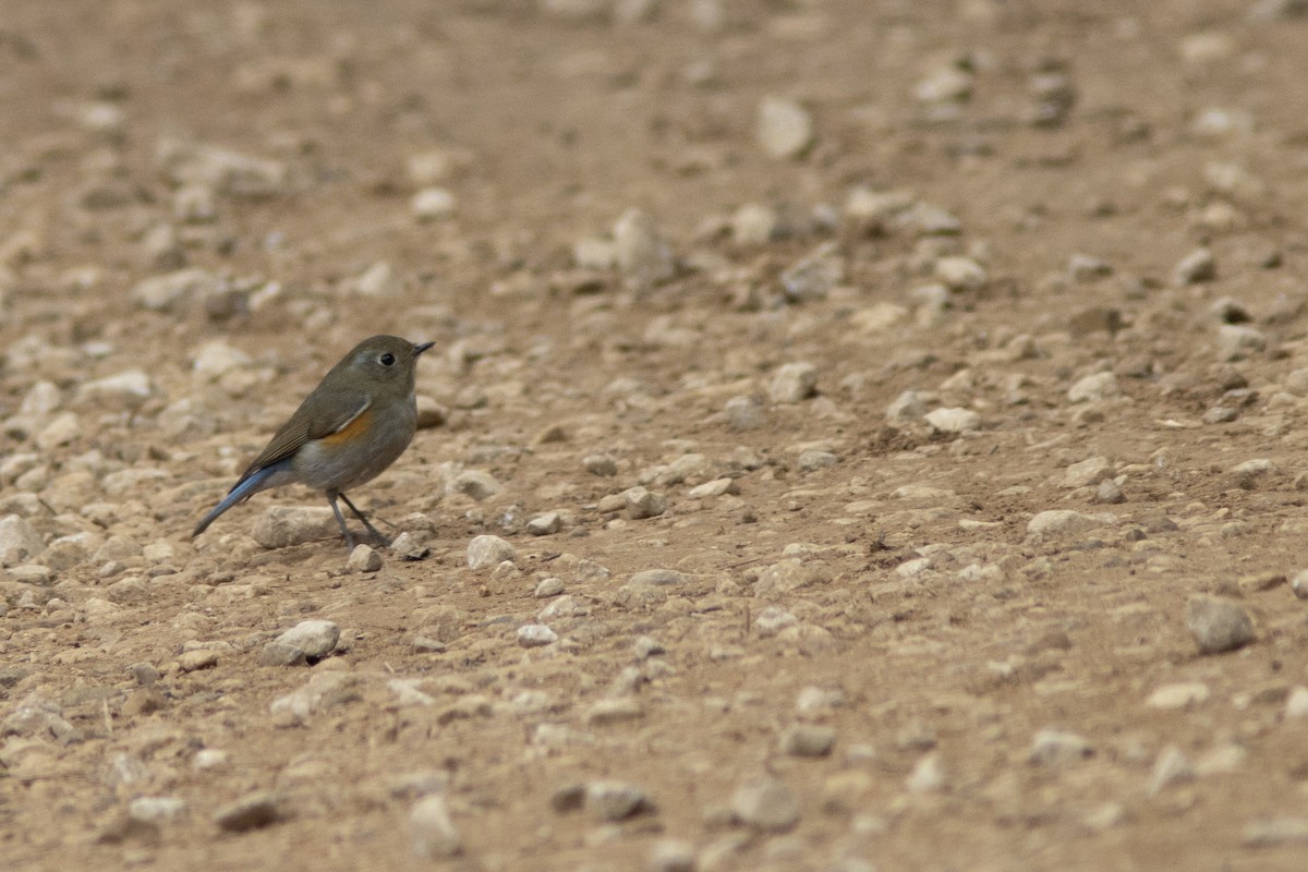 Himalayan Bluetail - ML641856080
