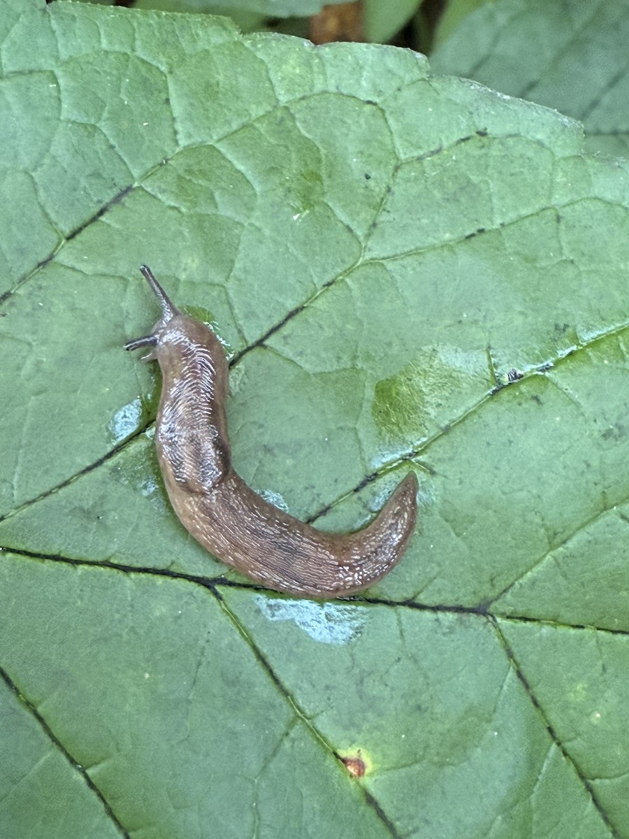 柄眼目 - ML641856088