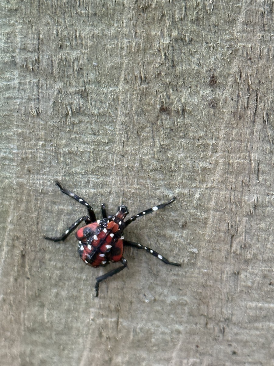 斑衣蠟蟬 - ML641856089