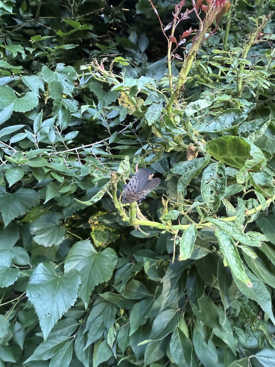 斑衣蠟蟬 - ML641856090