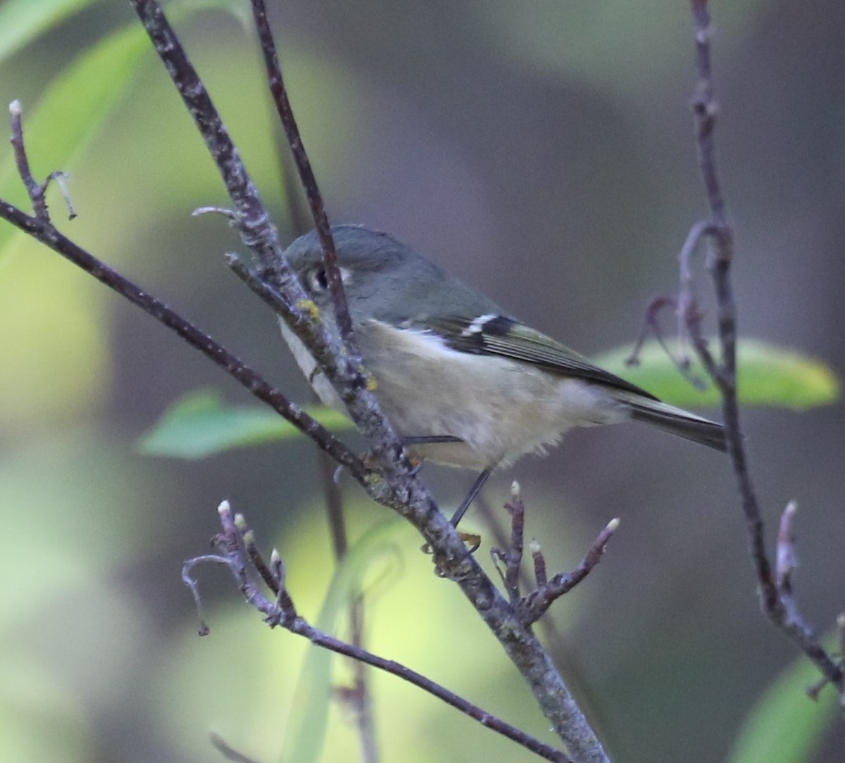 Rubingoldhähnchen - ML641856093