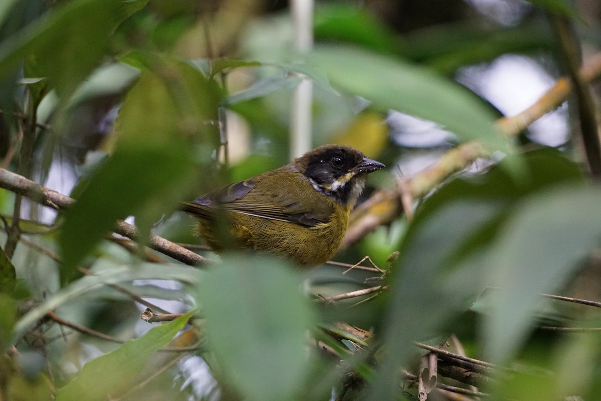 Moustached Brushfinch - ML641856097