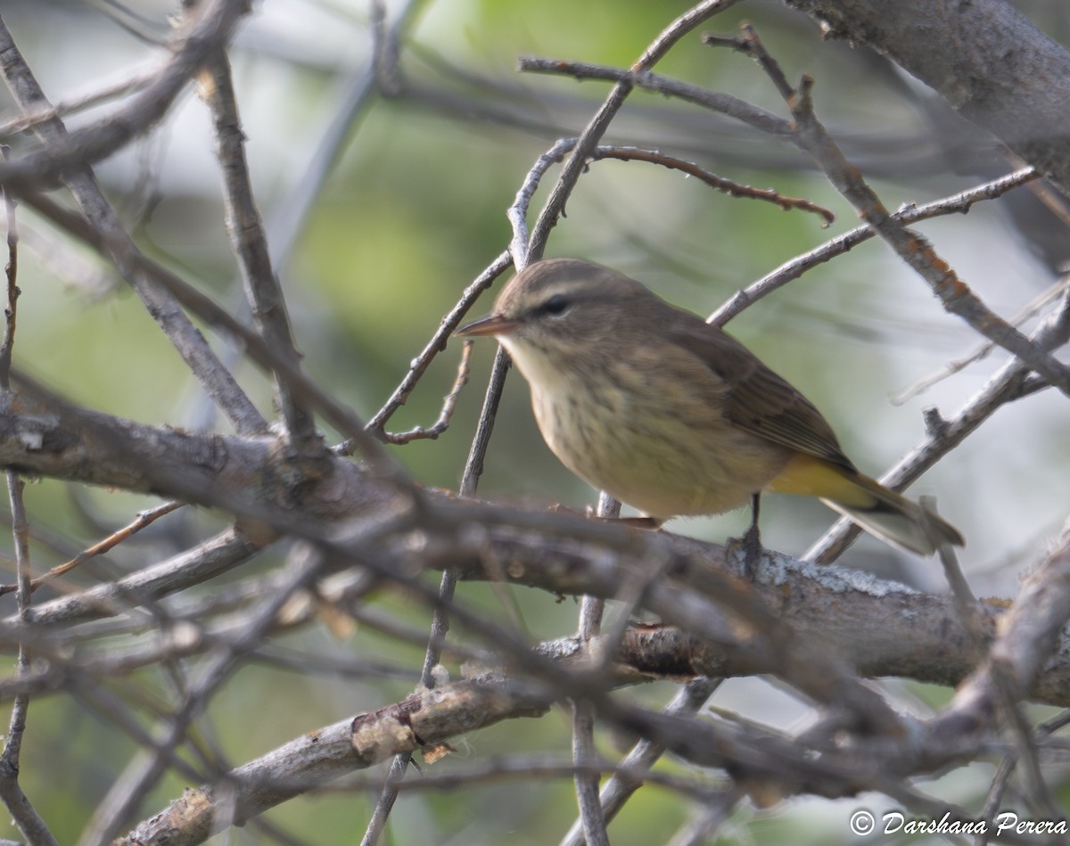 Palm Warbler - ML641856118