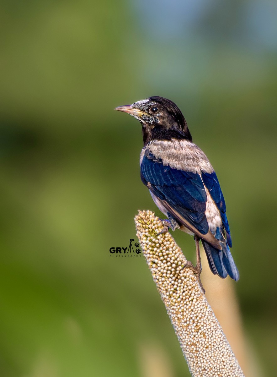 Rosy Starling - ML641856130