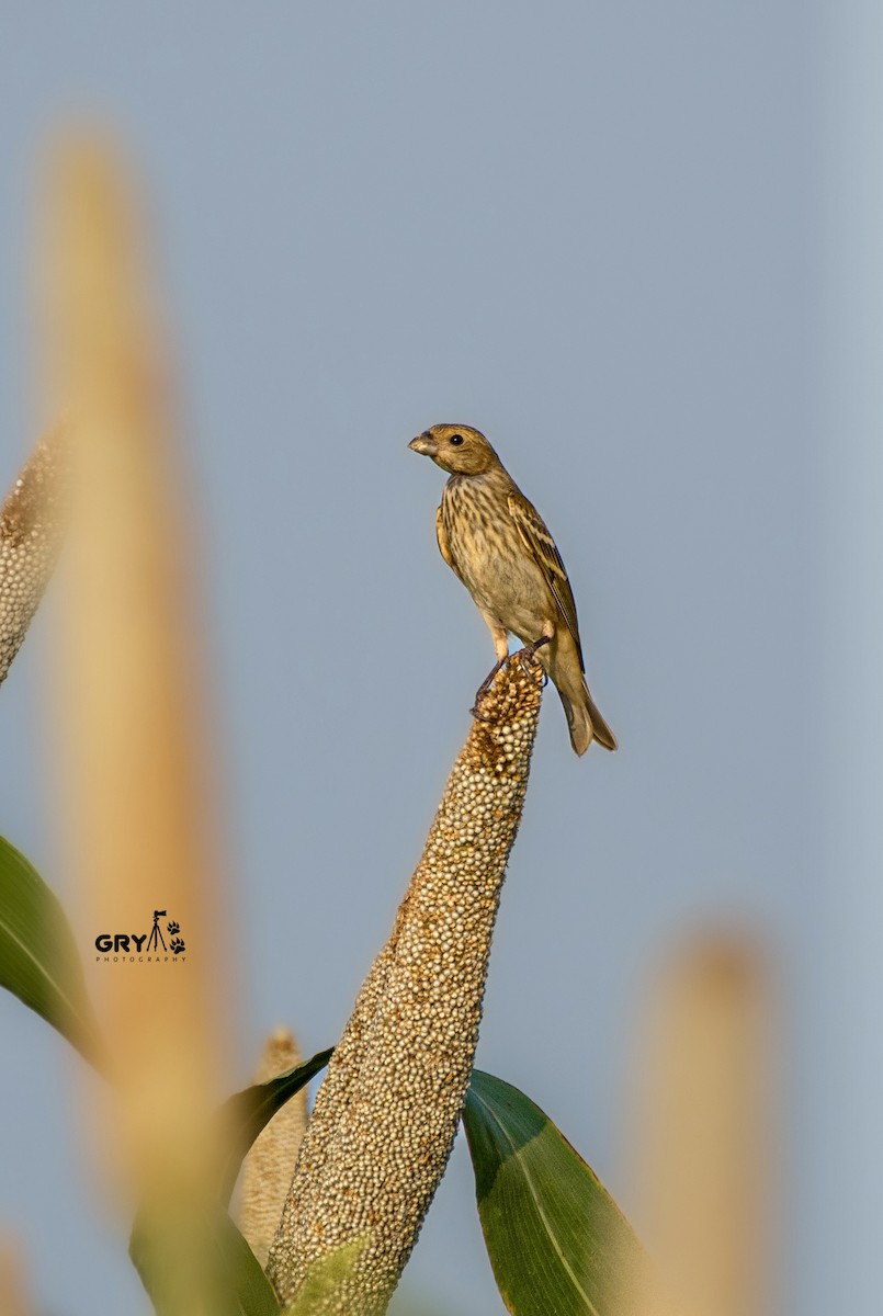 Common Rosefinch - ML641856171