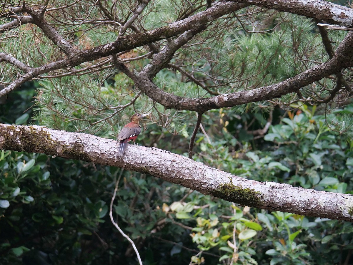Okinawa Woodpecker - ML641856180