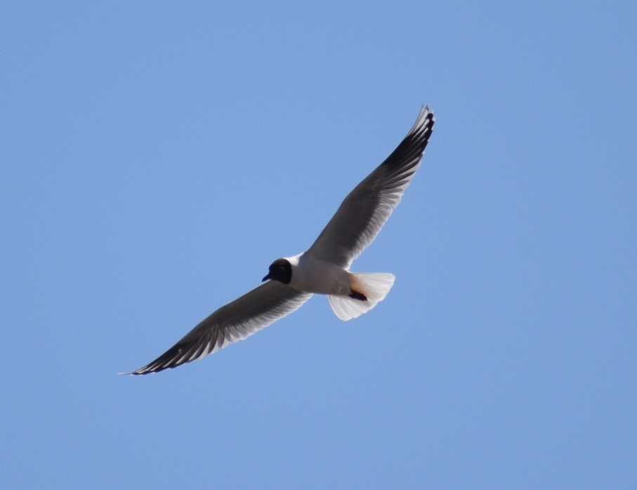 Mouette de Patagonie - ML641856185