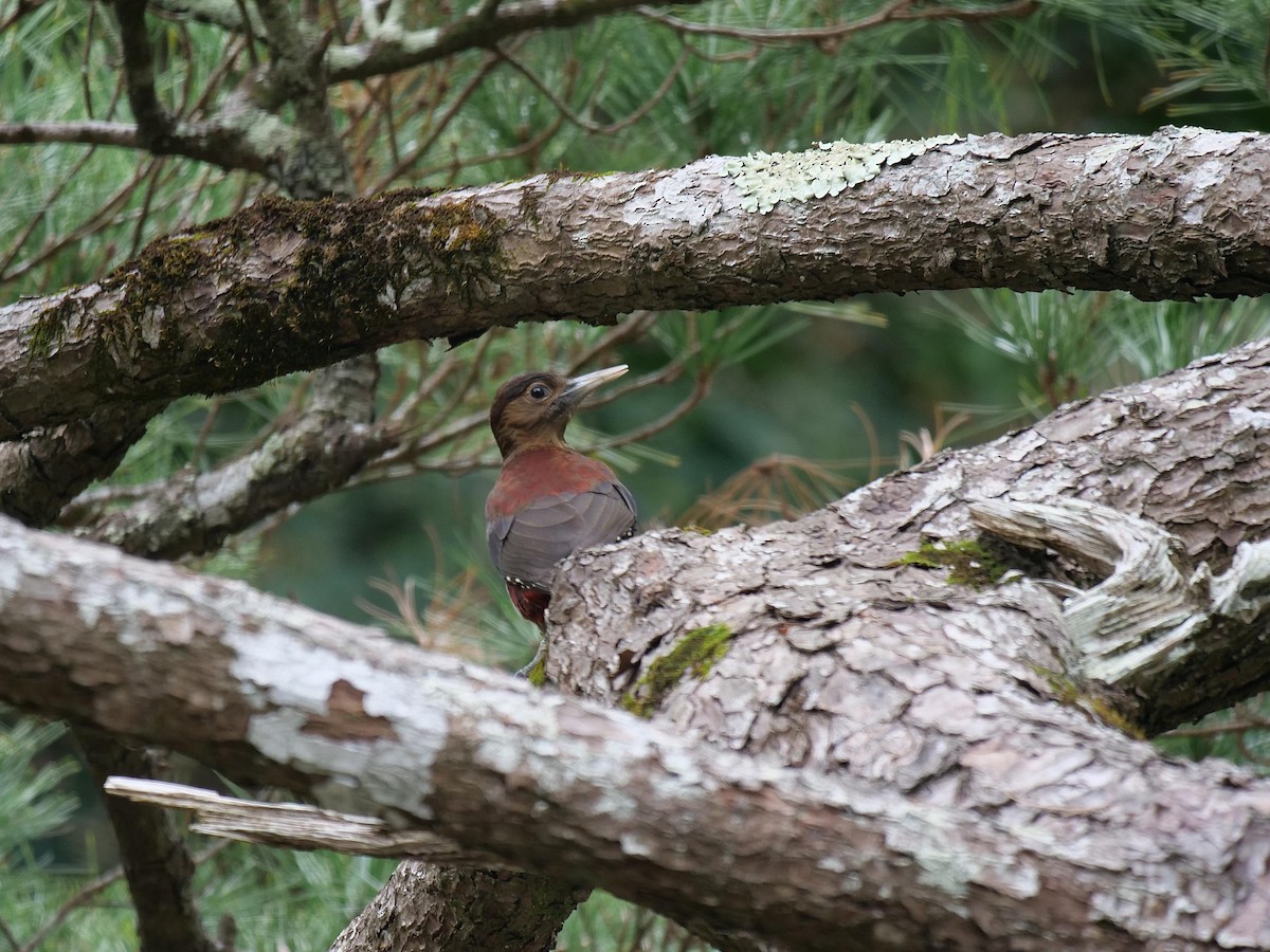 Okinawa Woodpecker - ML641856188