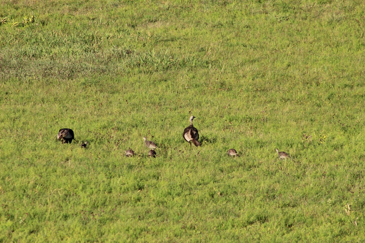 Wild Turkey - ML641856221