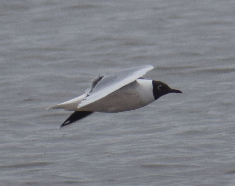 Mouette de Patagonie - ML641856229