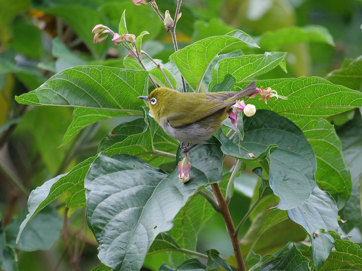 Warbling White-eye - ML641856239