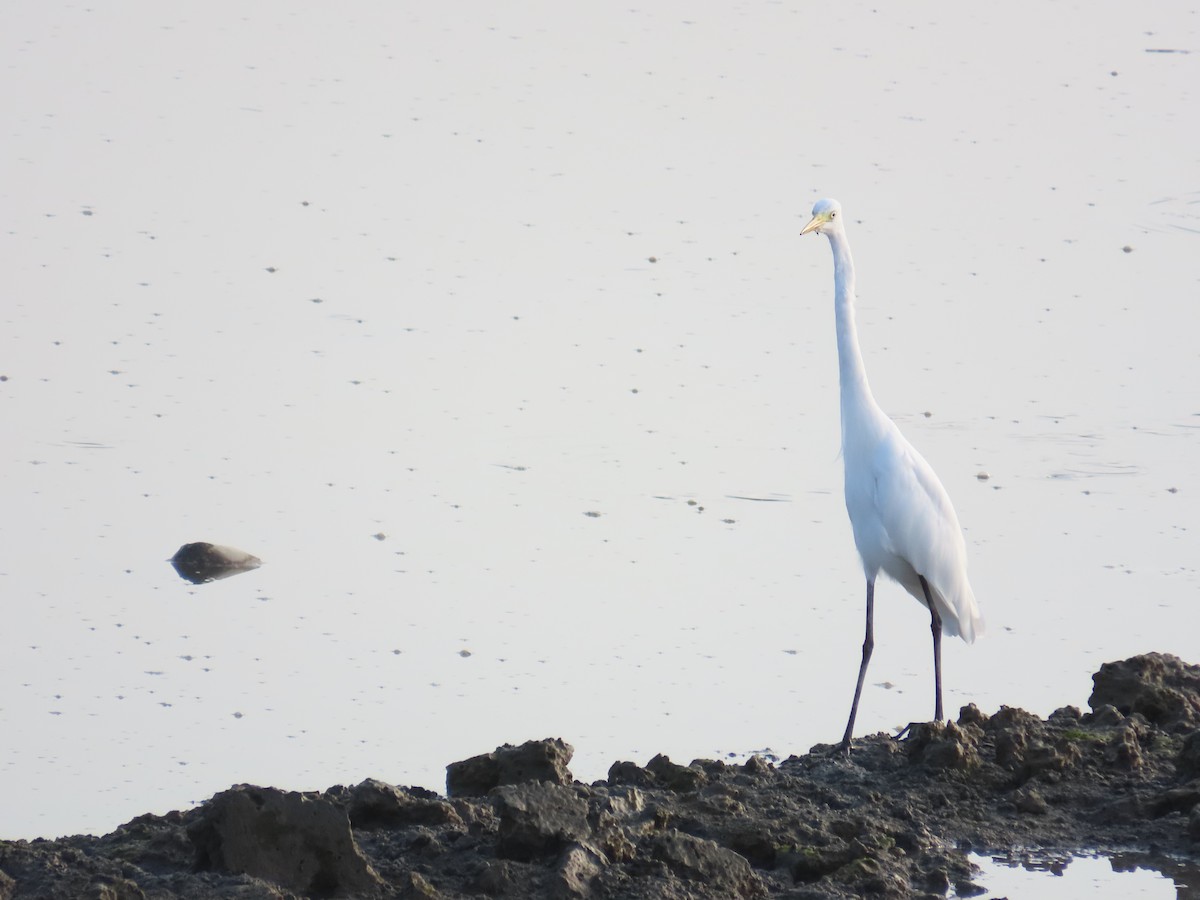 Medium Egret - ML641856241