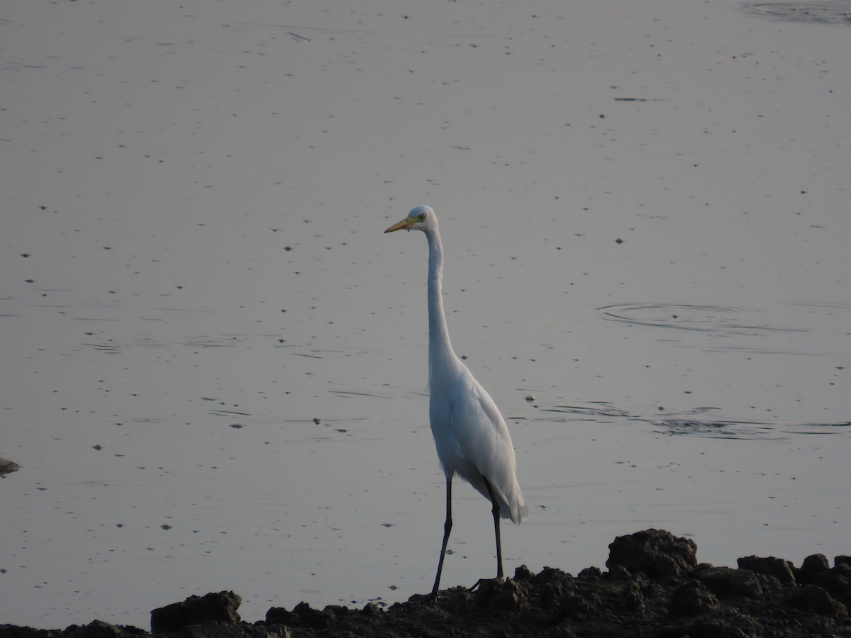 Medium Egret - ML641856242
