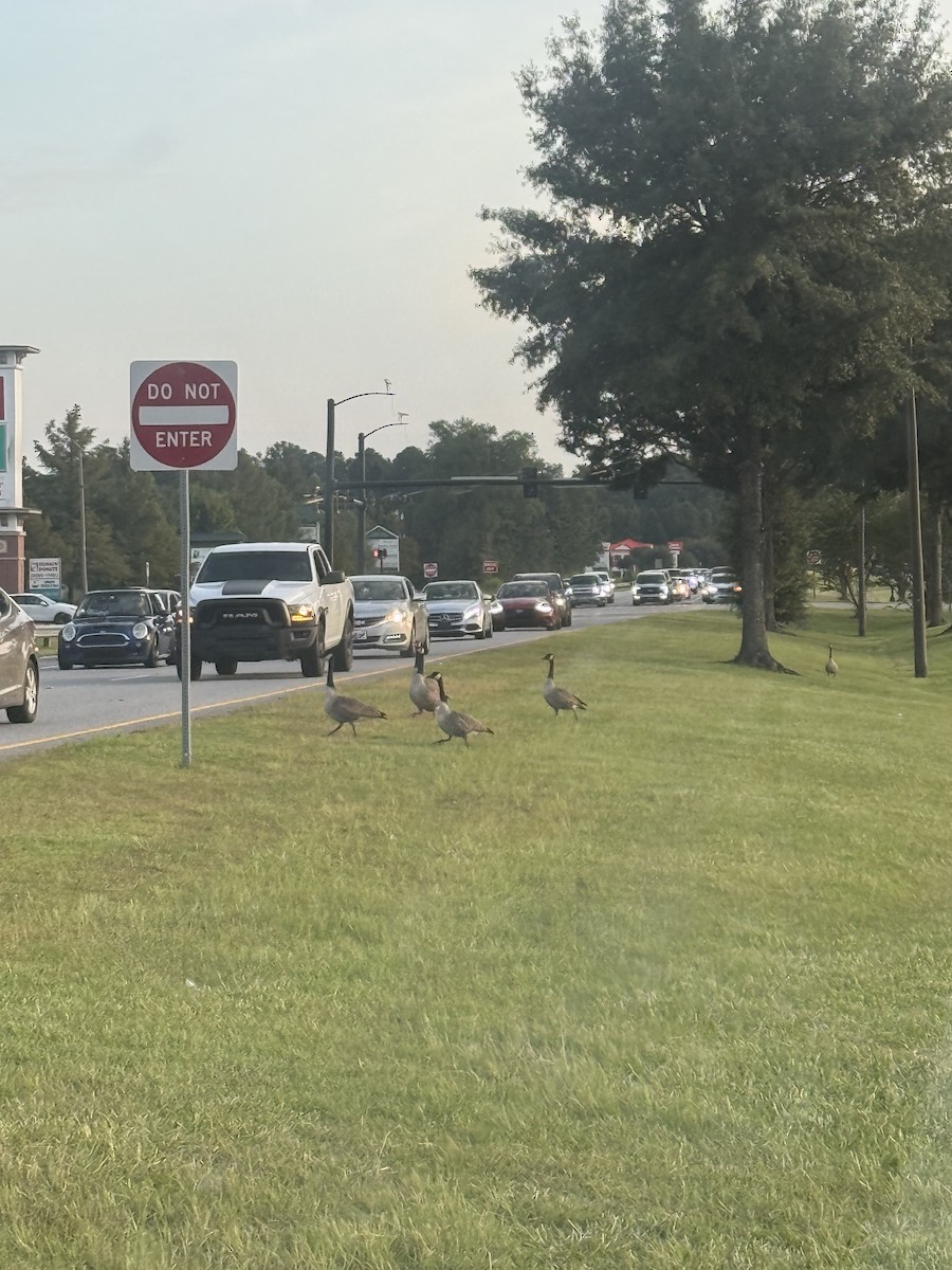 Canada Goose - ML641856245