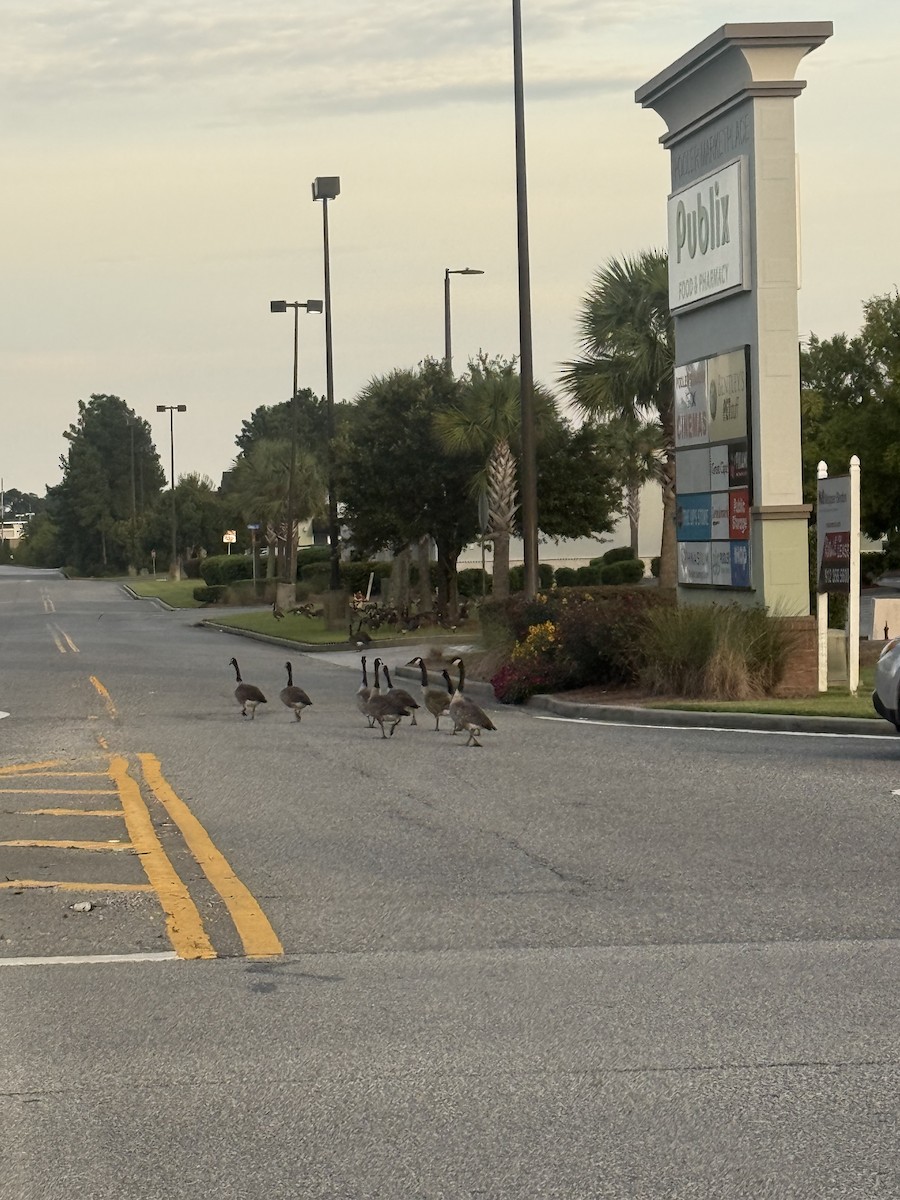Canada Goose - ML641856246
