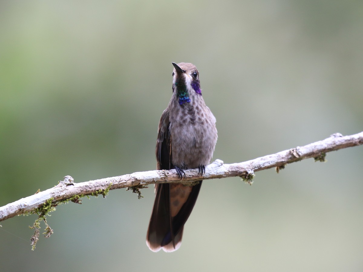 Brown Violetear - ML641856272