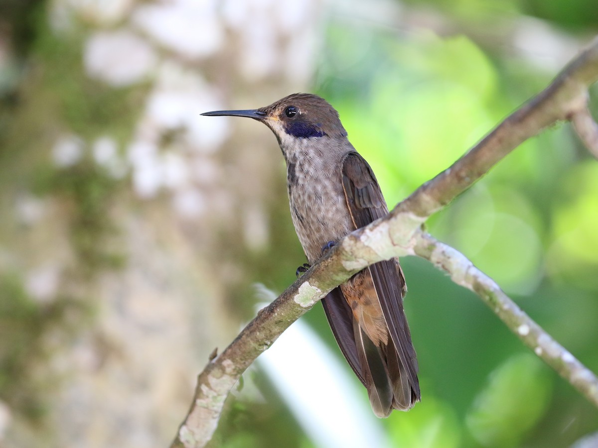 Brown Violetear - ML641856273