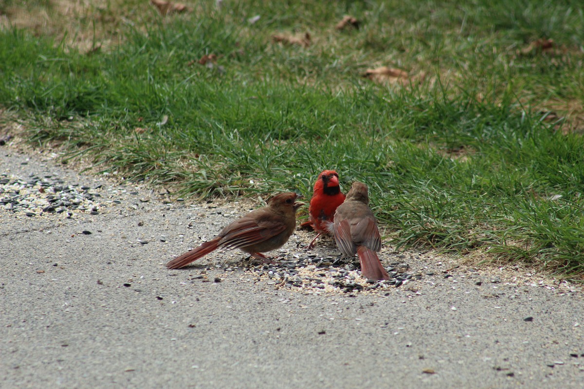 Northern Cardinal - ML641856274