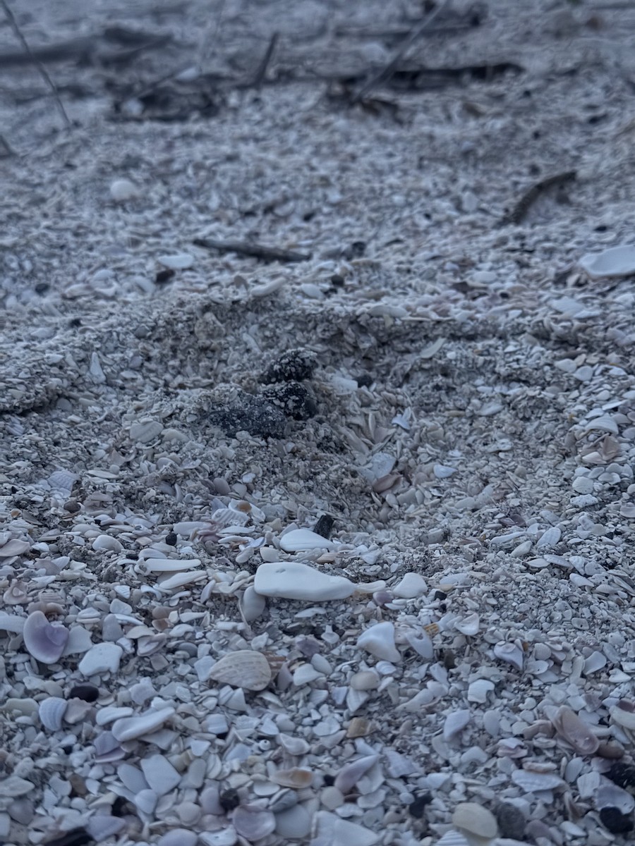 赤蠵龜 - ML641856294