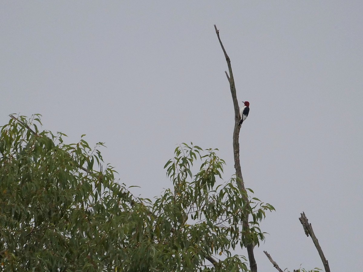 Red-headed Woodpecker - ML641856309