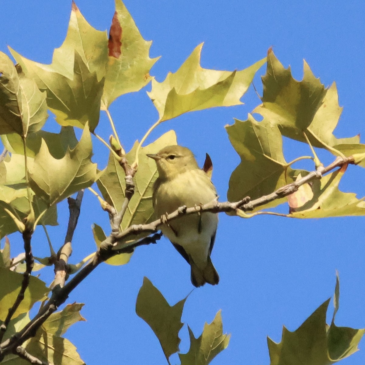 Blackpoll Warbler - ML641856317