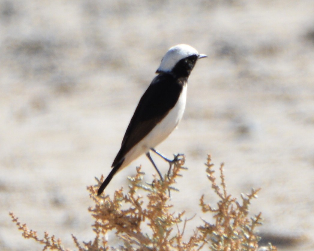 Mourning Wheatear - ML641856323