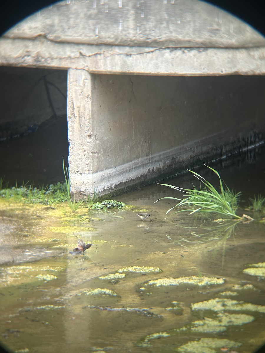 Louisiana Waterthrush - ML641856326
