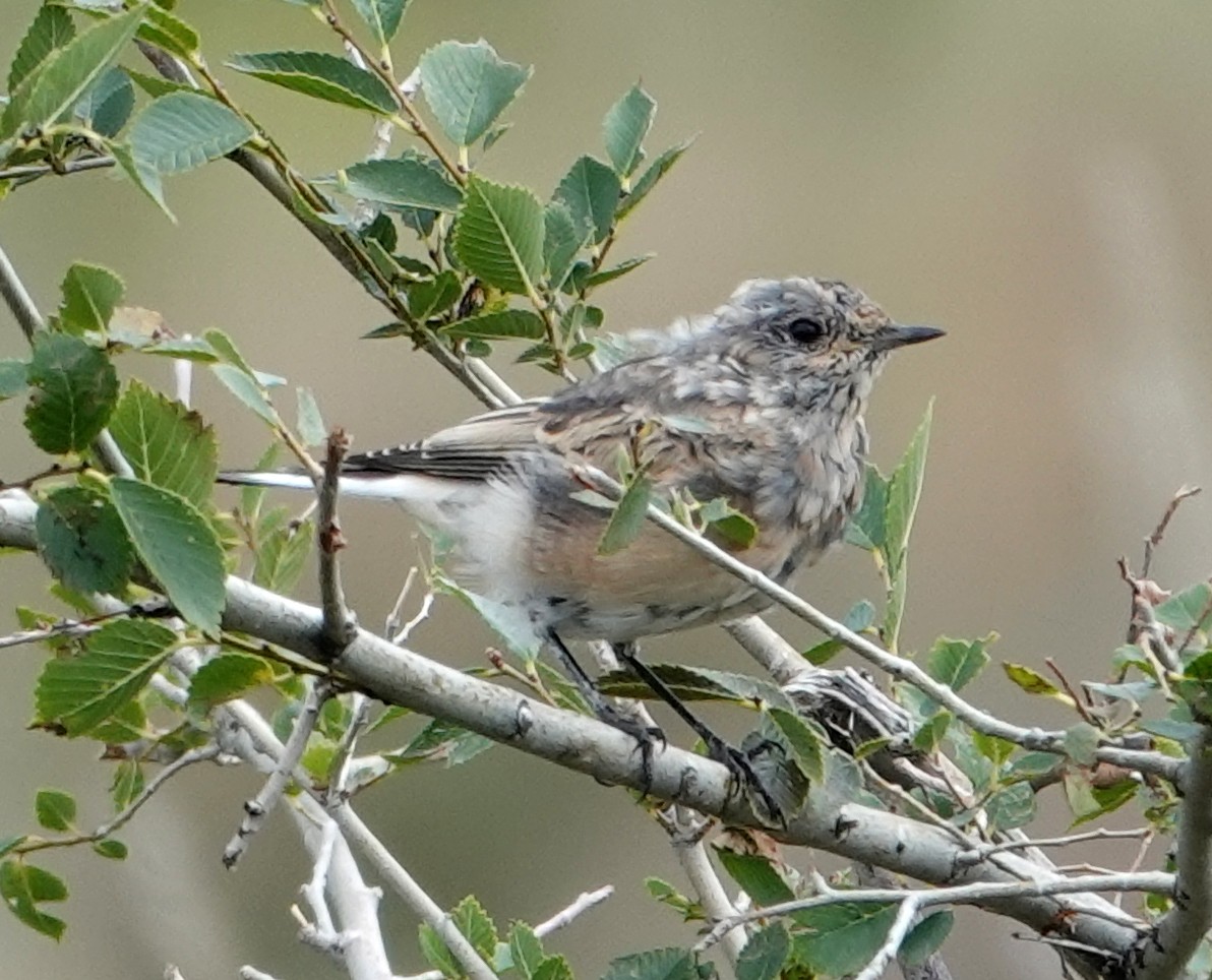 Collalba Pía - ML641856328