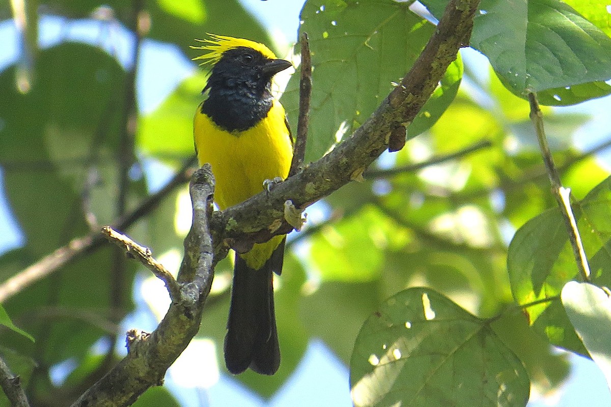Sultan Tit - ML641856337
