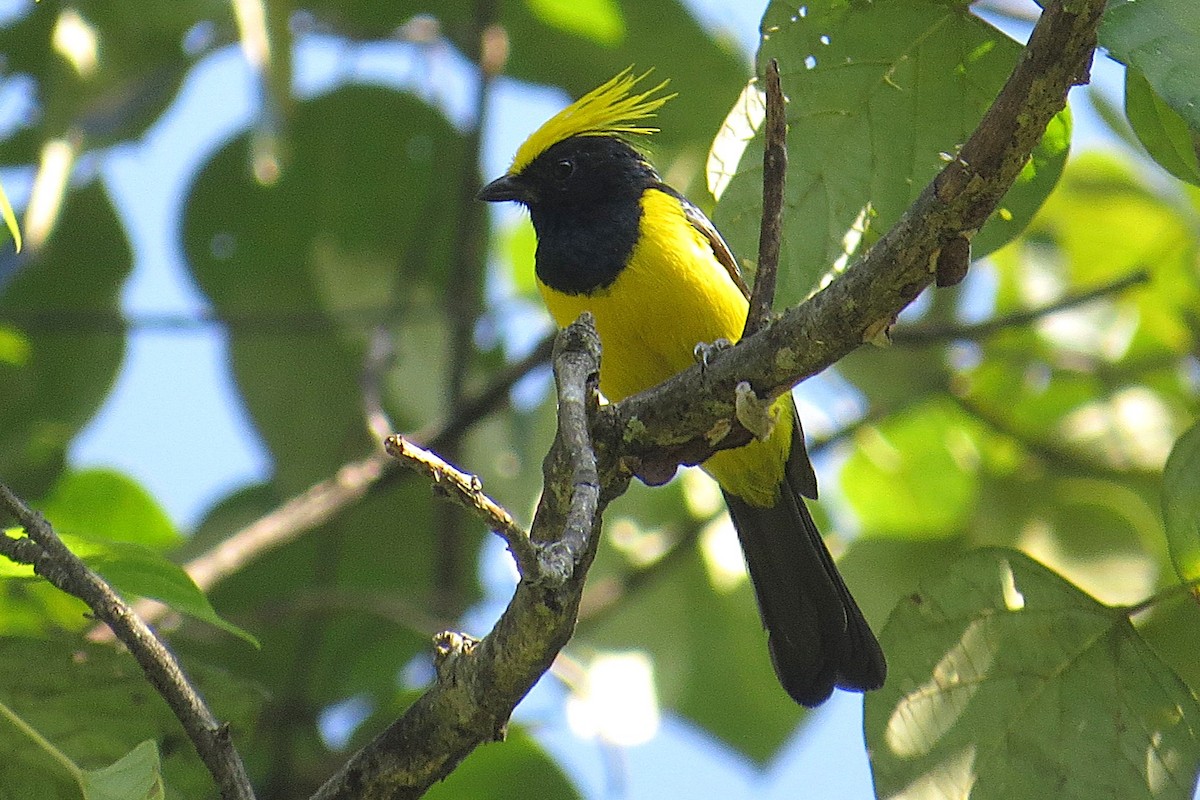 Sultan Tit - ML641856338