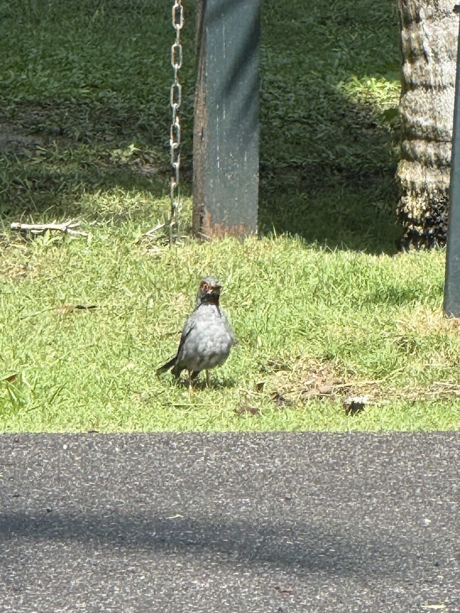 Red-legged Thrush - ML641856342