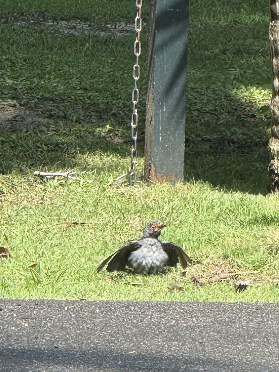 Red-legged Thrush - ML641856343