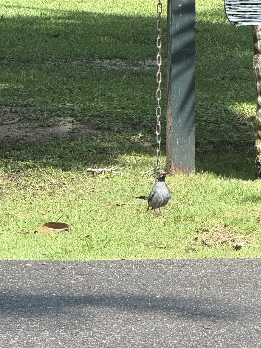 Red-legged Thrush - ML641856344