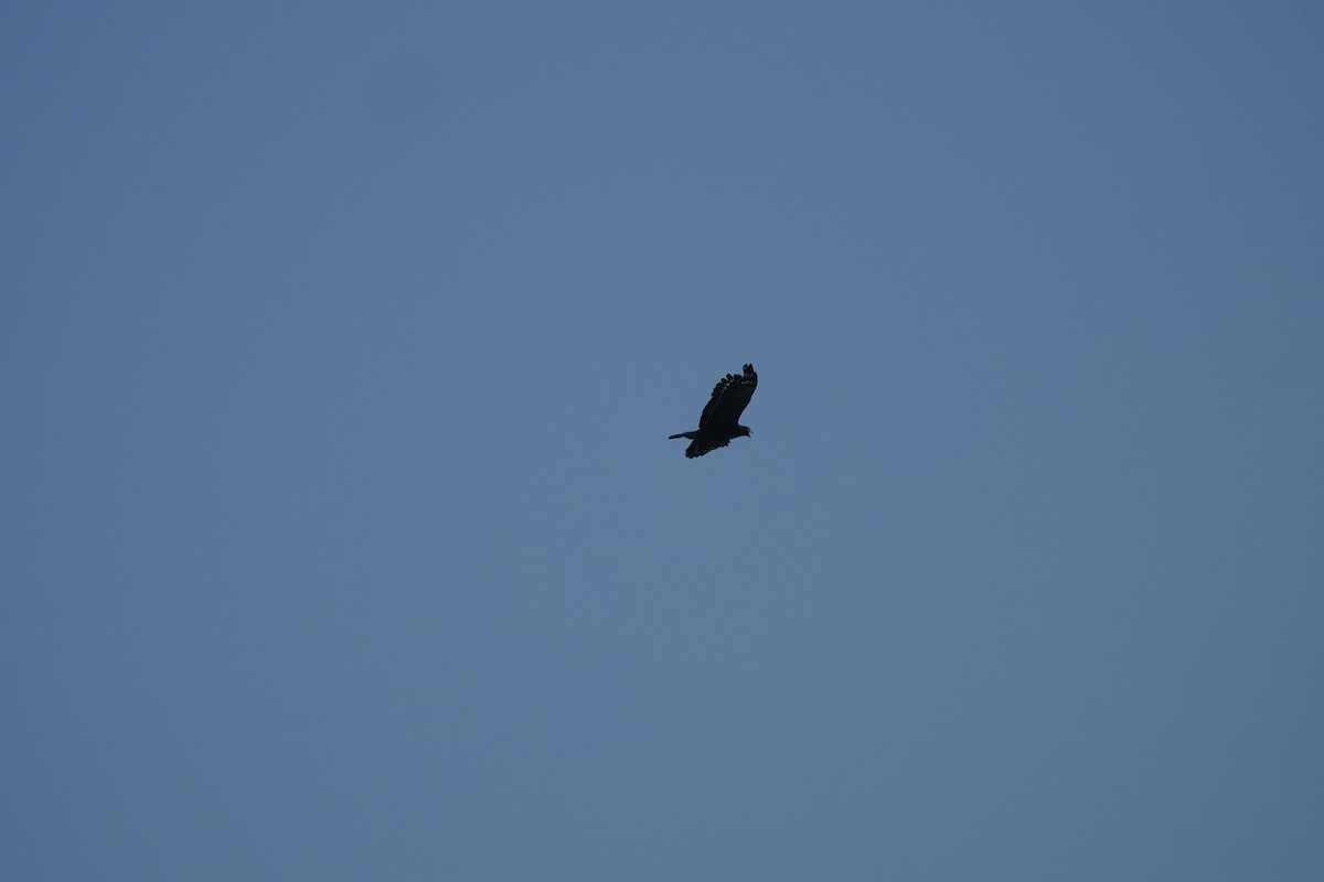 Crested Serpent-Eagle - ML641856364