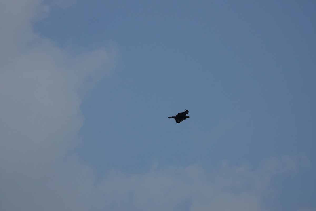 Crested Serpent-Eagle - ML641856365
