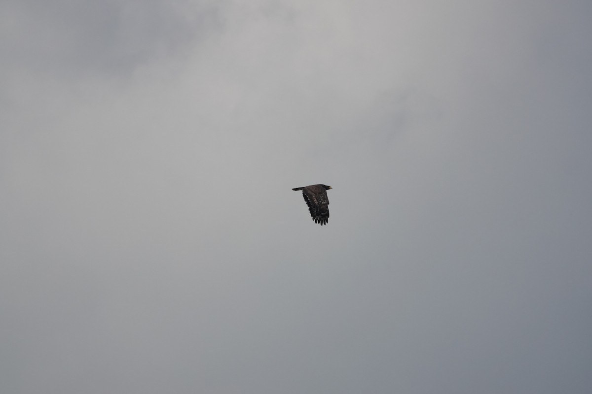 Crested Serpent-Eagle - ML641856366