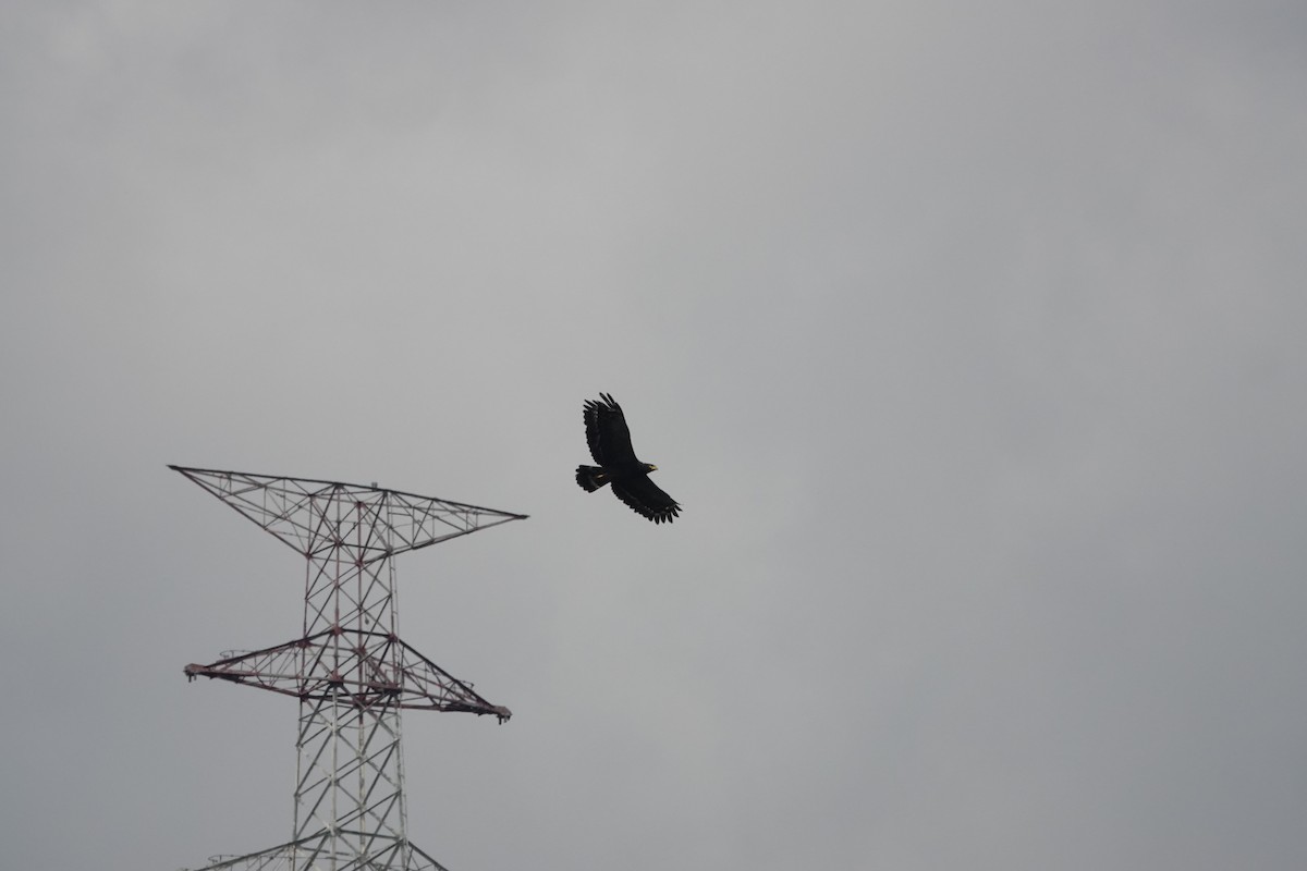 Crested Serpent-Eagle - ML641856367