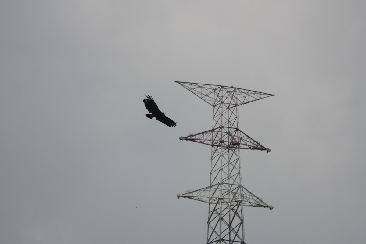 Crested Serpent-Eagle - ML641856368