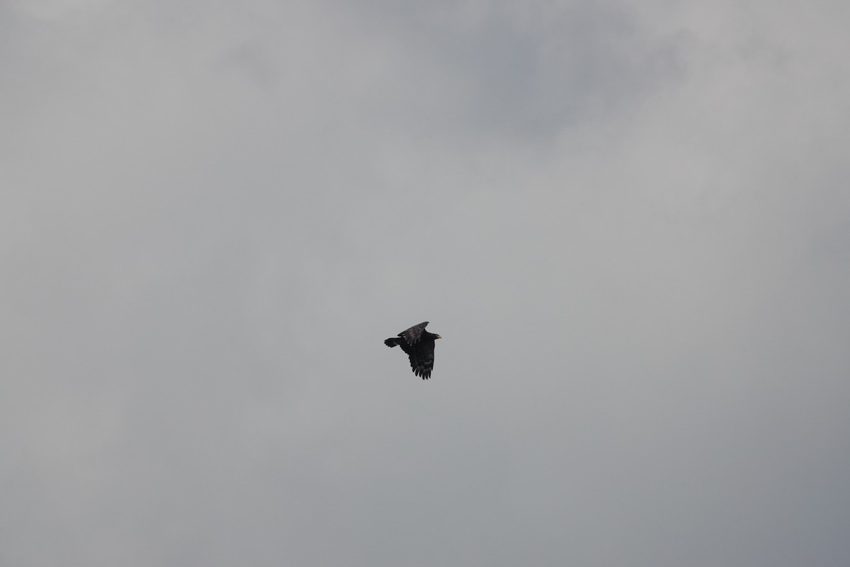 Crested Serpent-Eagle - ML641856369