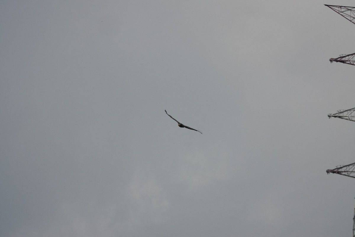 Crested Serpent-Eagle - ML641856370