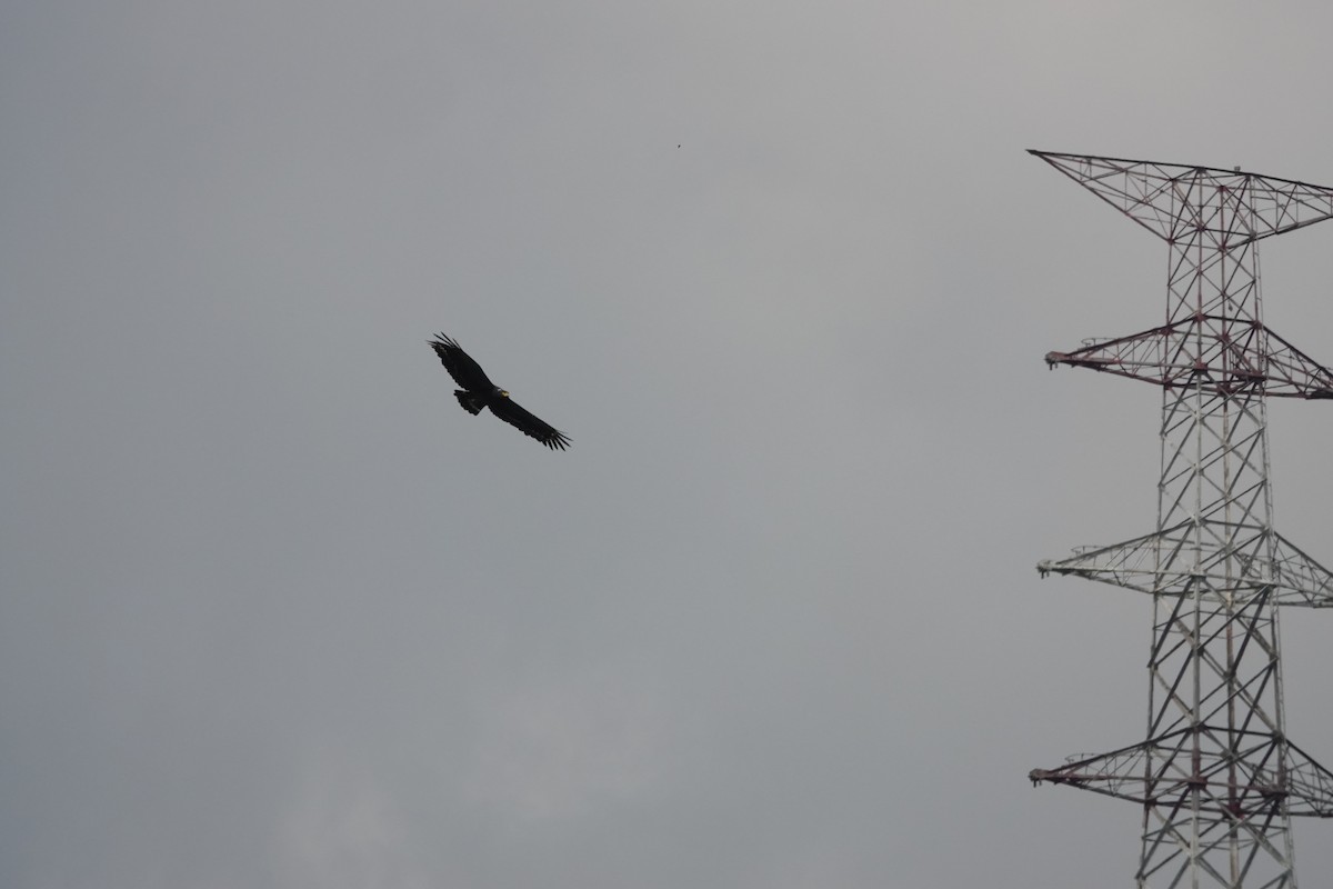 Crested Serpent-Eagle - ML641856373