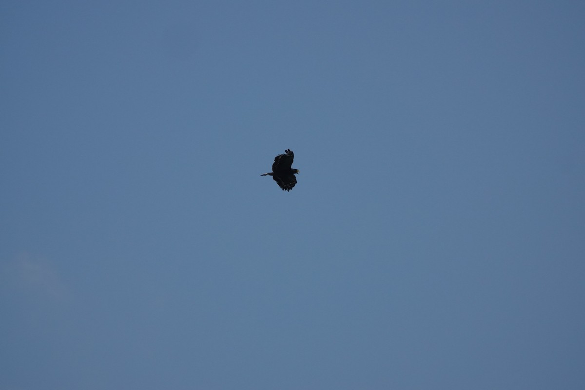 Crested Serpent-Eagle - ML641856374
