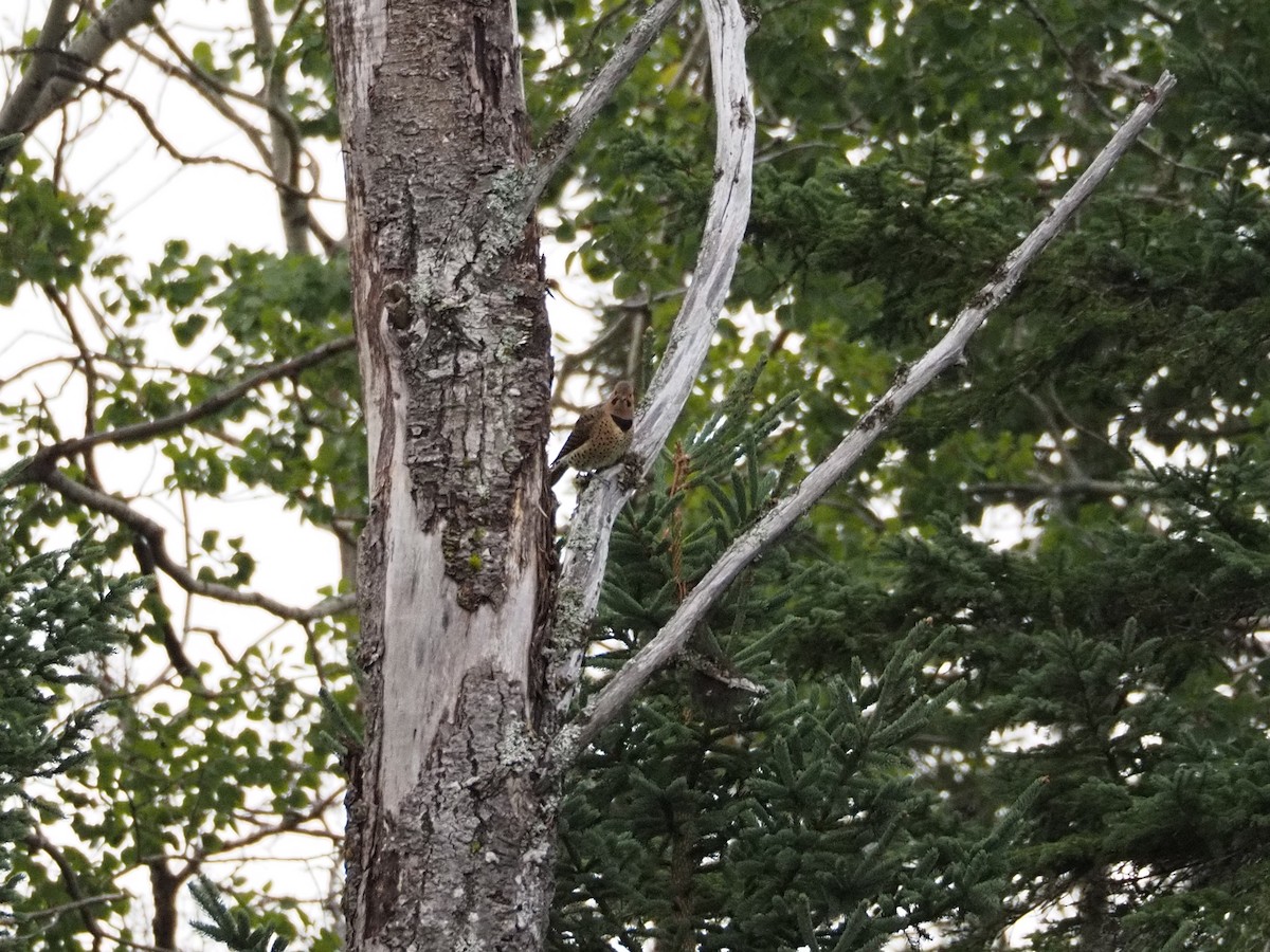 Northern Flicker - ML641856398
