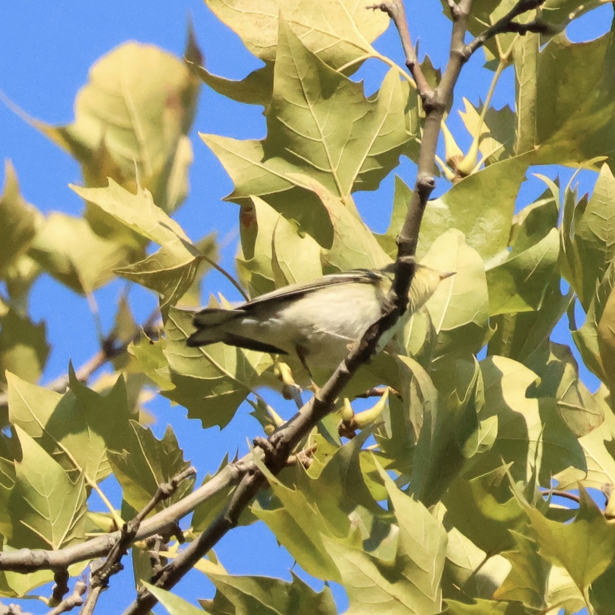 Blackpoll Warbler - ML641856432