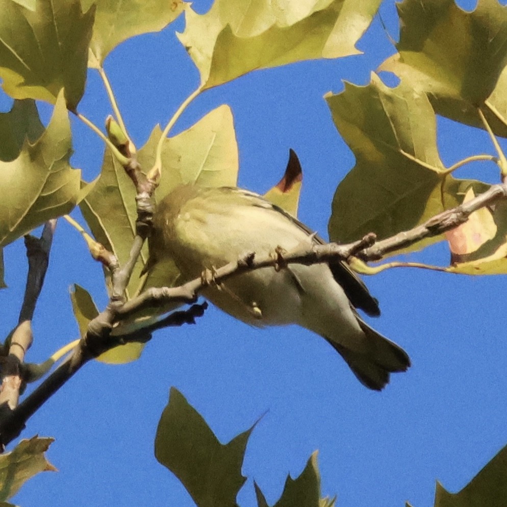 Blackpoll Warbler - ML641856433