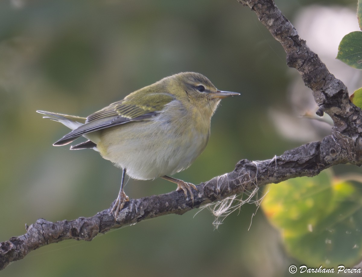 Tennessee Warbler - ML641856434
