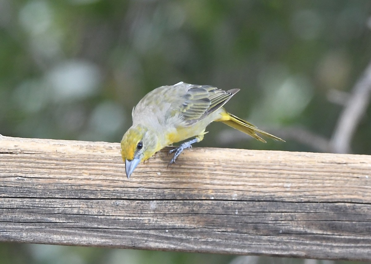 Hepatic Tanager - ML641856455