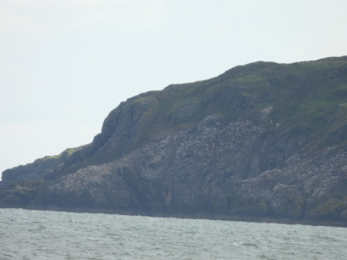 Northern Gannet - ML641856469